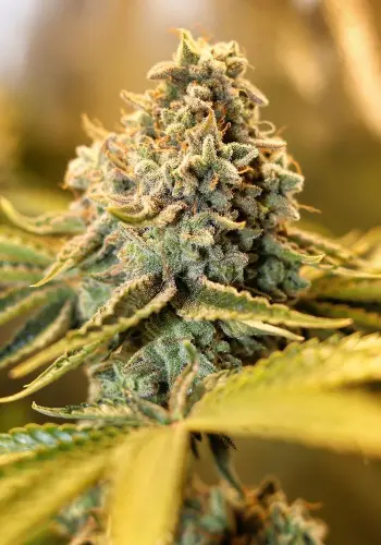 Close up image of Money Bush cannabis strain from Heavyweight Seeds
