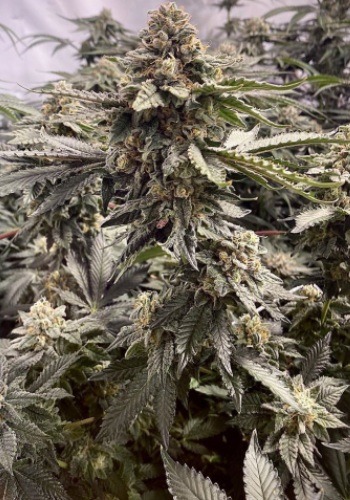 Monster Profit cannabis strain during flowering stage