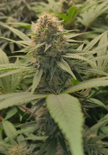 Champion cannabis strain from Heavyweight Seeds seedbank