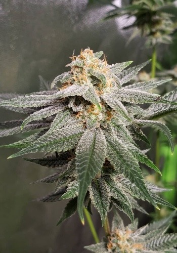 KO Kush marijuana strain from Heavyweight Seeds