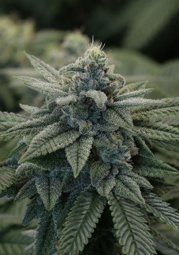 Image of Fruit Punch marijuana strain from Heavyweight Seeds