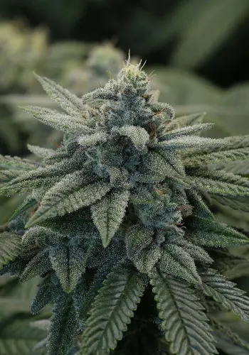 Image of Fruit Punch marijuana strain from Heavyweight Seeds