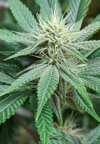 Cannabis strain Diesel Drift from Heavyweight Seeds seedbank