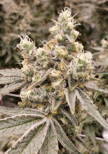 Image of Superb OG cannabis strain