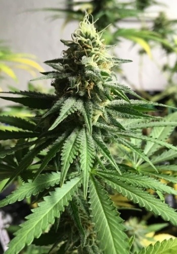 Total Paralysis cannabis strain during flowering stage