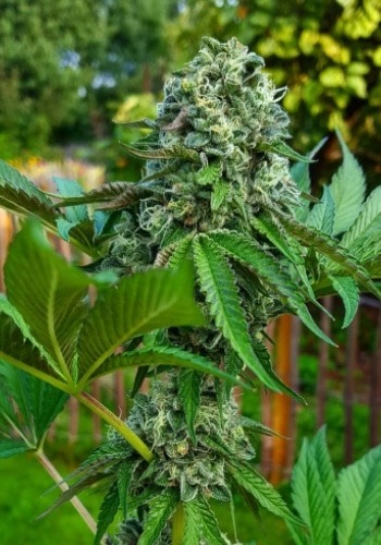 Black Hawk Auto marijuana strain growing outdoors