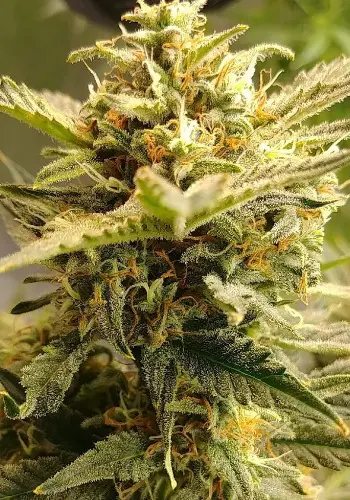 Image of cannabis strain Dream Machine from Heavyweight Seeds seedbank