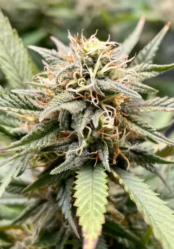 Chemdawg cannabis strain from Guru Seeds Company
