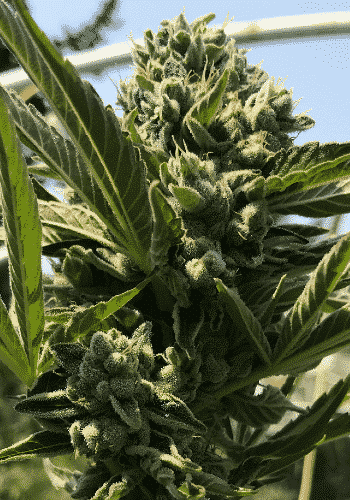 High THC cannabis strain Easy Haze/K-13 during flowering stage