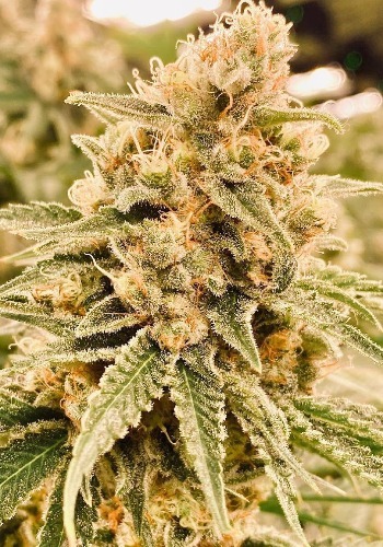 Close up image of Fully Loaded Auto marijuana strain from Heavyweight Seeds
