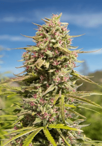 High THC cannabis strain Grape Ape growing outdoors