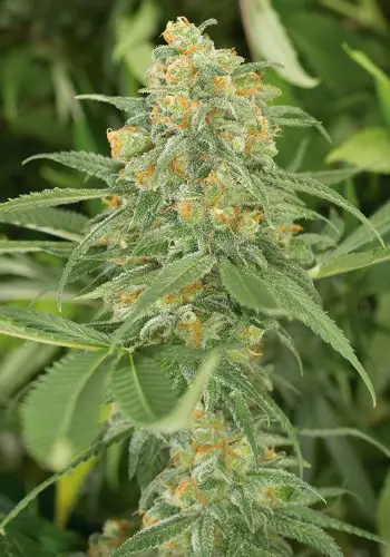 Green Crack cannabis strain growing outdoors