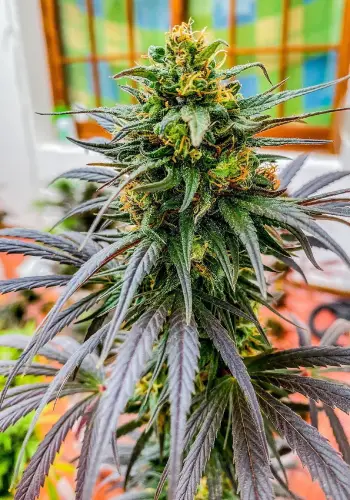 High Density cannabis strain grown outdoors