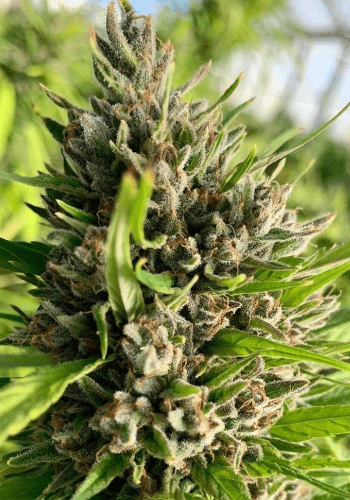Autoflowering cannabis strain Jackpot Auto from Heavyweight Seeds