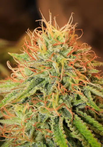 Image of Tangerine Blue Dream high THC cannabis strain