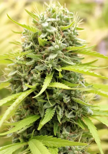 Autoflowering marijuana seeds grown outdoors in a field