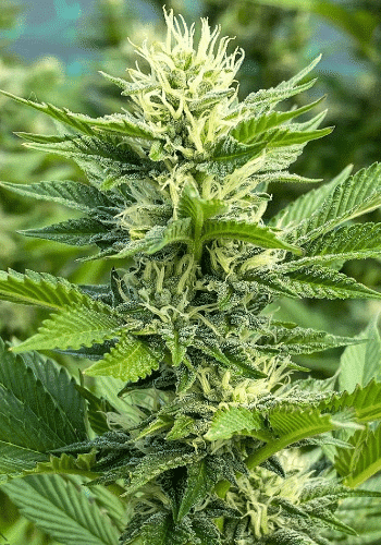 Wedding Crashers cannabis strain from famous seedbank Symbiotic Genetics