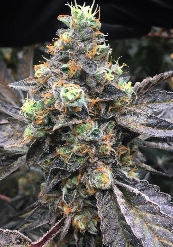 Cookie Dawg cannabis strain from Big Head Seeds seedbank