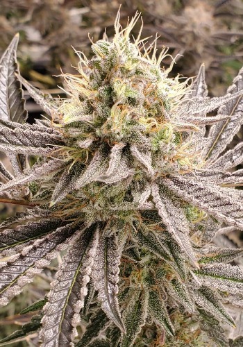 Fire OG Kush marijuana strain from Big Head Seeds growing outdoors