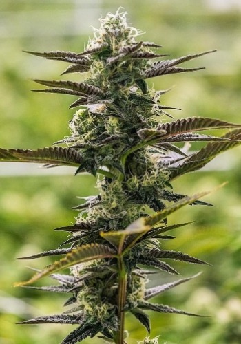 Image of tall marijuana strain Sweet Carrot Jam by Big Monster Seeds