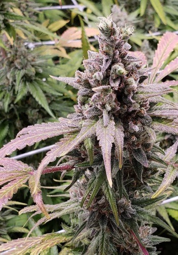 Famous cannabis strain Zkittlez from Big Head seeds seedbank growing outdoors