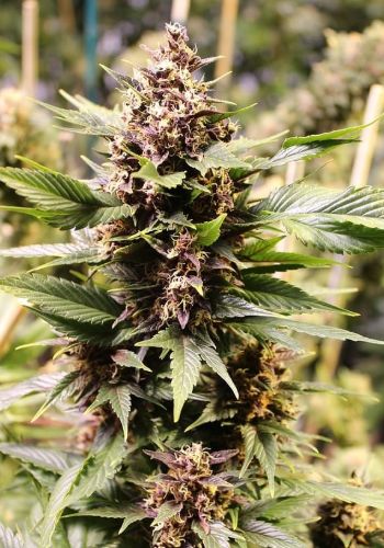 Godfather OG marijuana seeds grown to large dense cannabis bud