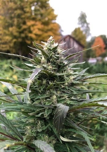 Close up image of Sherbert Dab cannabis strain growing outdoors