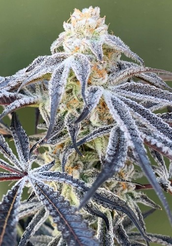 Alien Technology cannabis strain with frosty flowers