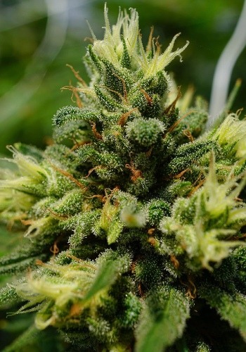 Big Head Confidential cannabis strain growing outdoors from seedbank Big Head Seeds