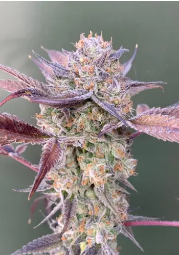 Big Stilton Auto cannabis seeds in full flowering and juicy trichomes