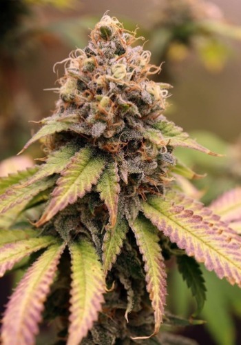 Bruce Banner marijuana strain grown indoors with purple leaves