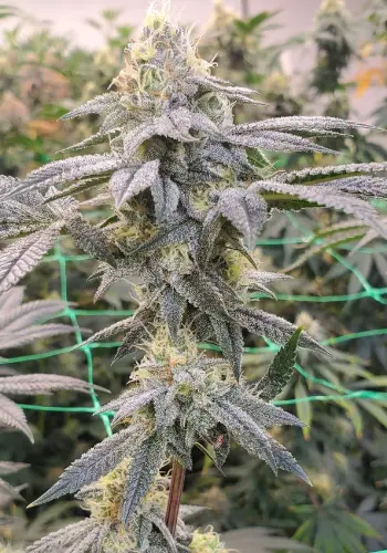 Chemdawg #4 strain seeds grown indoors with high yield