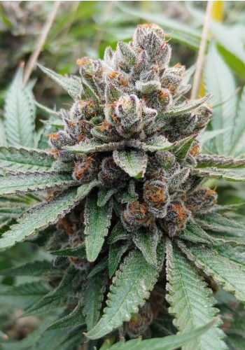 Do-Si-Dos Strain seeds grown outdoors with thick green buds