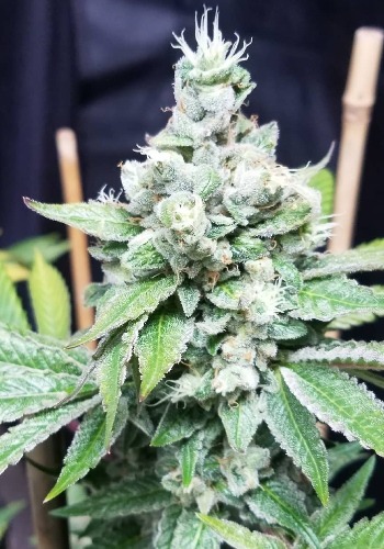 Dogstar Dawg cannabis strain growing indoors