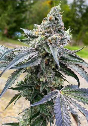 Girl Scout Cookies Cannabis Seeds- Marijuana Grow Shop