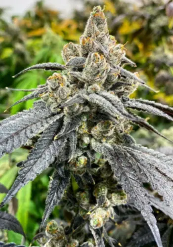 Gnasha Cannabis Strain grown from feminized seeds in flowering and stigmas start to color