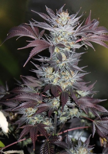 Grand Daddy Purple Cannabis Strain grown from feminized seeds