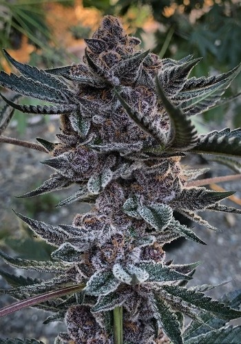 Granddaddy Banner strain seeds are a crossing from Granddaddy Purple and Bruce Banner strain