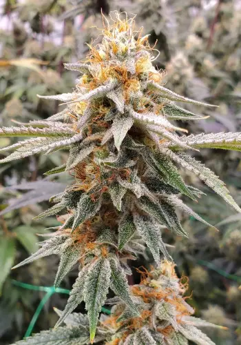 Head Stash Auto Strain seeds indoors grown and abundant in THC crystals