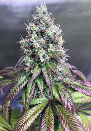 purple punch strain growing info