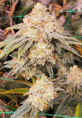 Sour Diesel strain seeds high yielding in high in THC