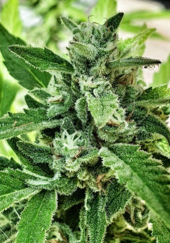High THC cannabis strain THC pro from seedbank Big Head Seeds
