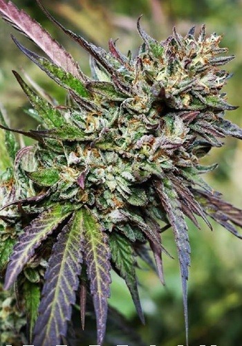 Tangie cannabis strain growing outdoors in nature