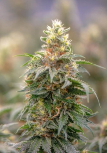 Wedding Cake marijuana strain from seedbank Big Head Seeds