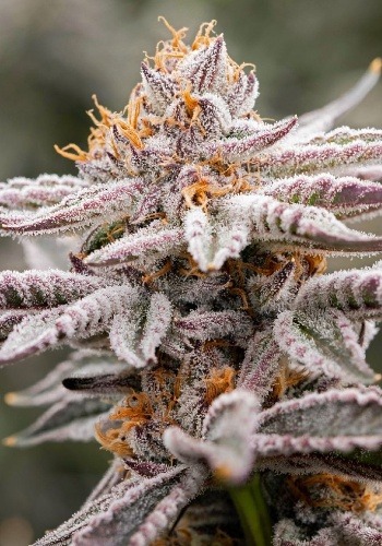 Hybrid cannabis strain Skywalka Ghost Kush from big head seeds seedbank