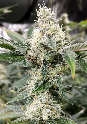 Crystal Gelato marijuana strain from Big head seeds seedbank