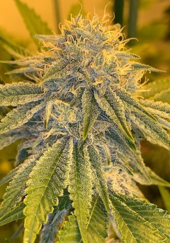 Dosi Punch marijuana seeds by Symbiotic genetics now fully grown cannabis plant