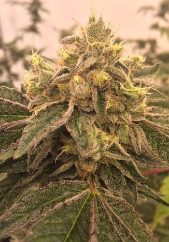 Grape Kimbo cannabis seeds from Apothecary Genetics grown into marijuana plant