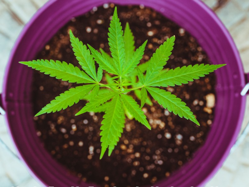 Homegrown marijuana plant grown from cannabis seeds in Nevada