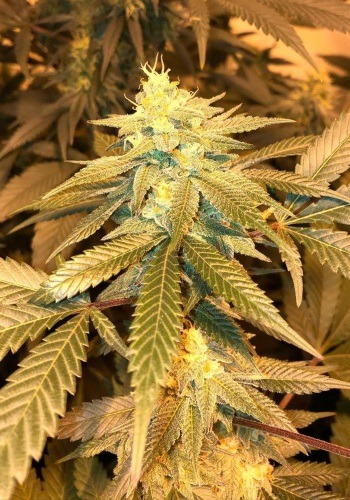 Military Chocolate marijuana seeds from Oni Seeds co grown into flowering cannabis plant